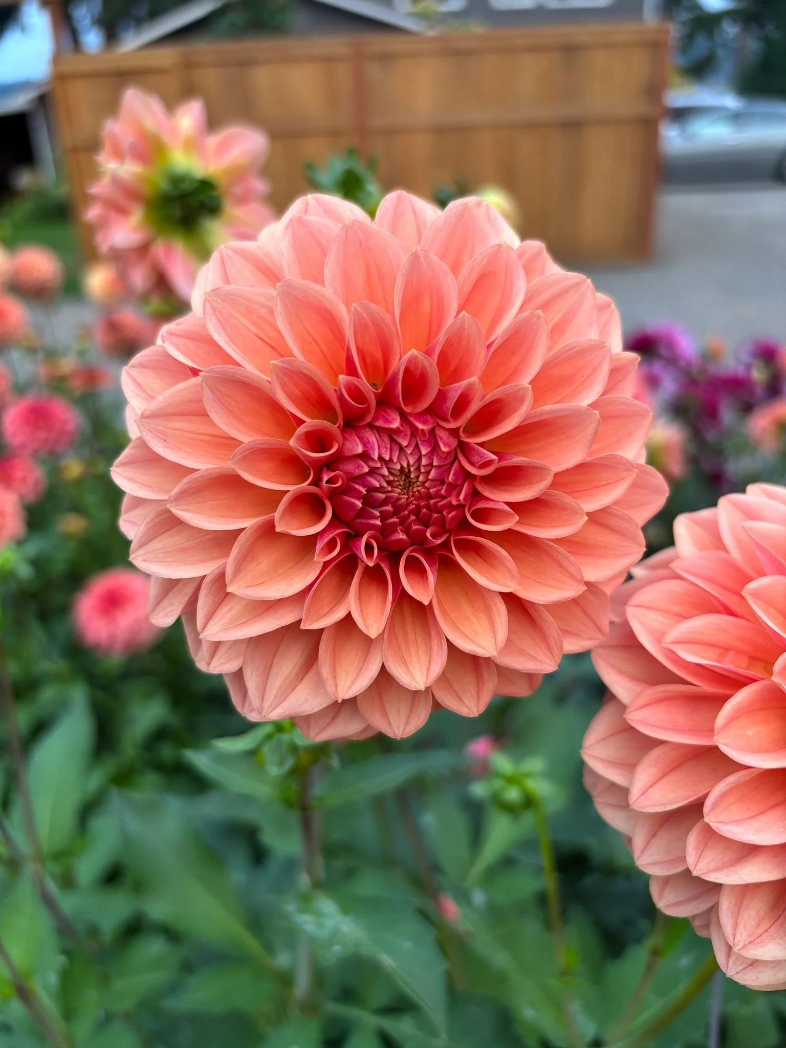 Dahlia : Sweet Sanne — ciderpress lane